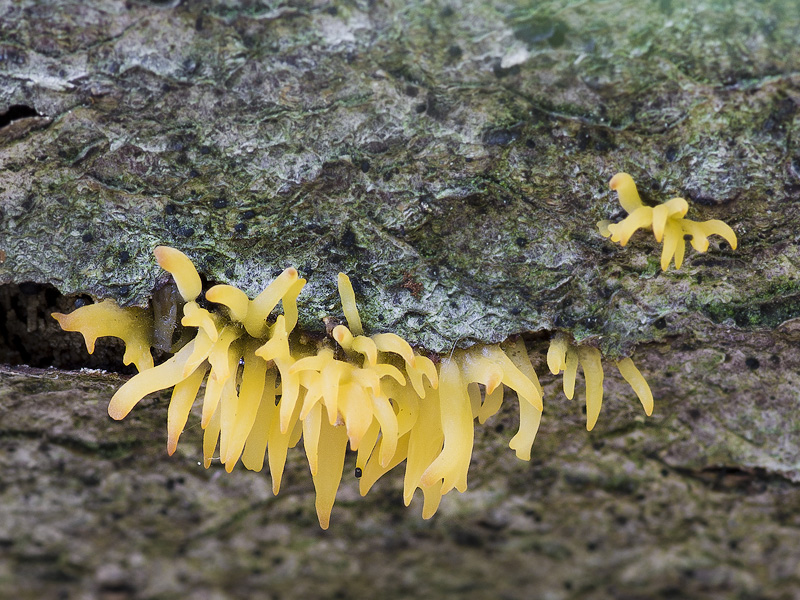 Calocera cornea